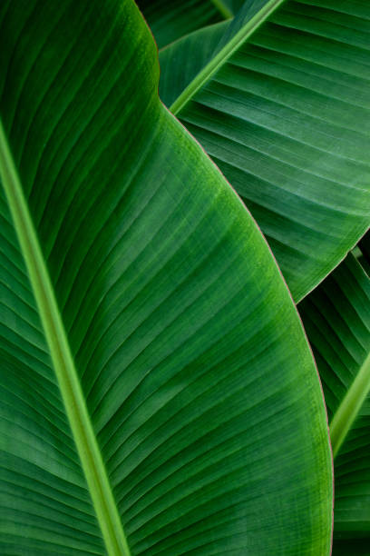 istock closeup tropical banana leaf background 1267447010