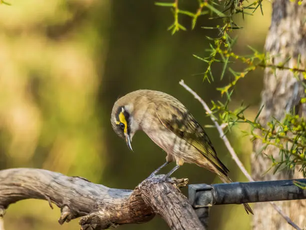 A medium-small, greyish-brown bird that takes its common name from distinctive yellow stripes on the sides of the head