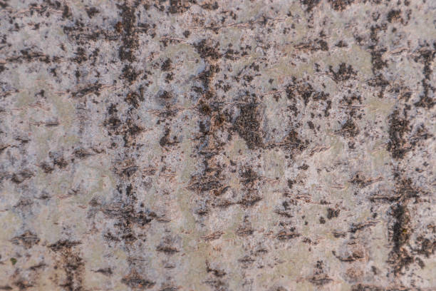 istock Old Wood Birch Tree Texture Background Pattern. Relief texture of bark of tree. 1267449120
