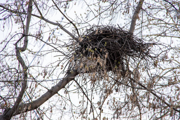 istock Bird's nest on a tree branch without leaves in spring, on a cloudy day 1267450605