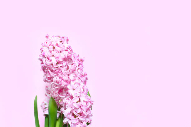 istock spring minimal concept. fresh hyacinth flower on a pink background. space for text 1267450703