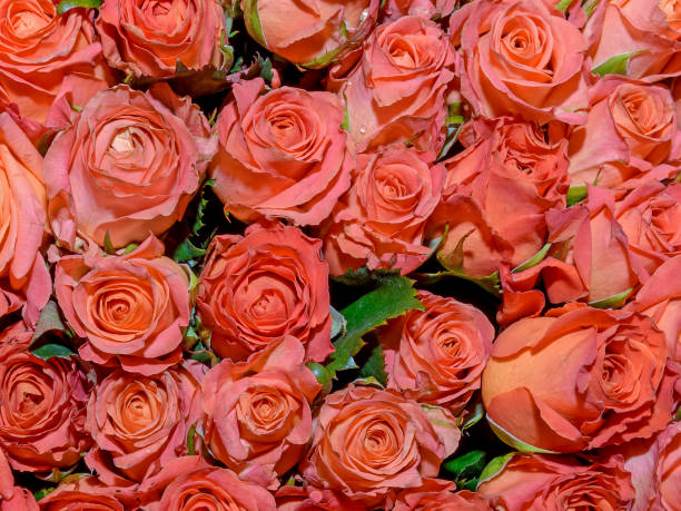 istock Flowers background. Close up. 1267450859