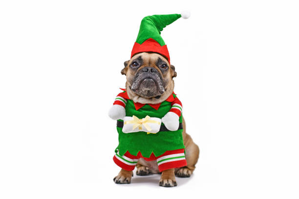 French Bulldog dog wearing funny traditional cute christmas elf costume with arms holding present French Bulldog dog wearing funny traditional cute christmas elf costume with arms holding present isolated on white background pug photos stock pictures, royalty-free photos & images