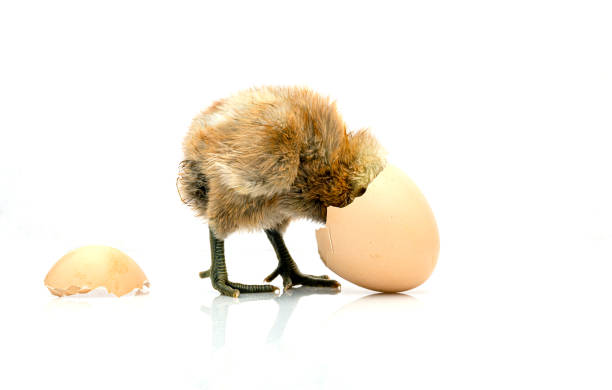 istock brown egg and chicken isolated on a white background,Small chicks and egg shells. 1267453904