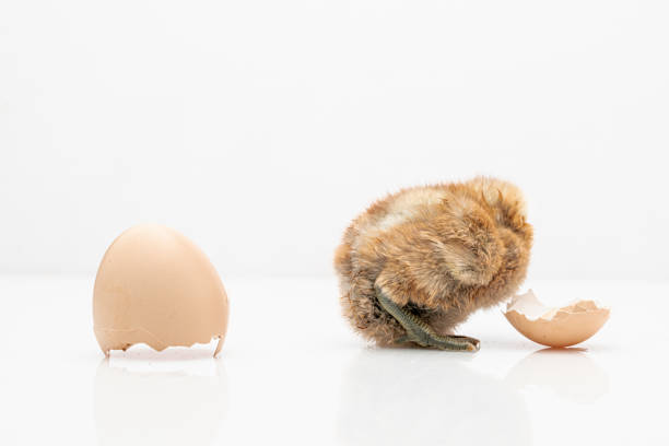 istock brown egg and chicken isolated on a white background,Small chicks and egg shells. 1267453912