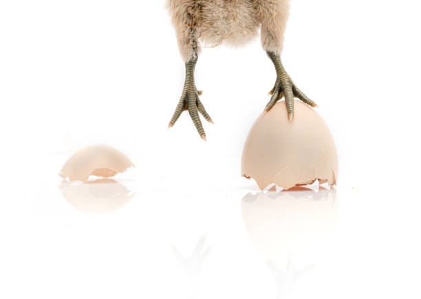 istock brown egg and chicken isolated on a white background,Small chicks and egg shells. 1267453916