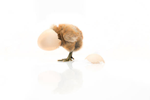 istock brown egg and chicken isolated on a white background,Small chicks and egg shells. 1267453932