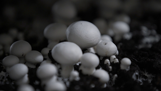 Bunch uf buna-shimeji, or Japanese white beech mushrooms isolated over a black background. Japanese food ingredient.
