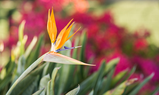 A close-up shot of yellow Bird of paradise flowers grown in the garden in spring