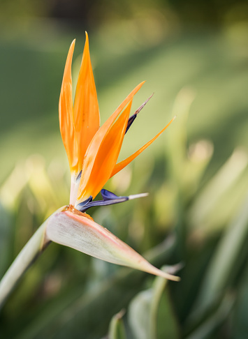 Bird of Paradise flowering orange color plant.