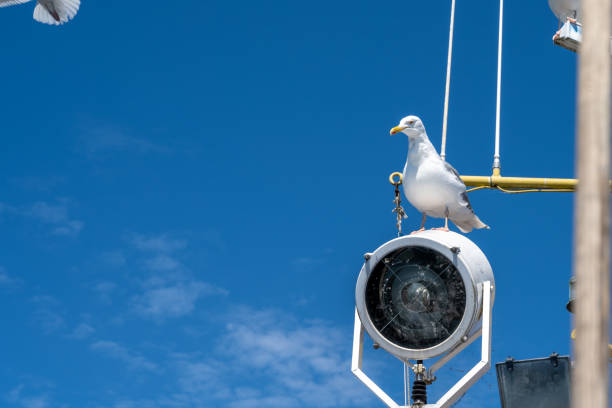 istock Seagulls on a fishing boat. Background with blue sky and thin white clouds 1267454404