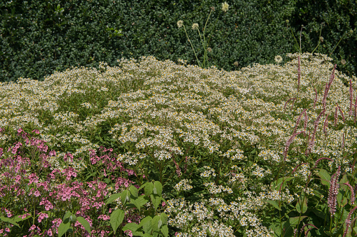 Doellingeria umbellata is a North American Plant in the Aster Family