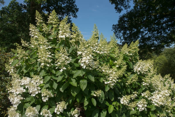 アジサイ低木の夏の開花ペールピンクの花 (アジサイ・パニクラタ'tardiva') イギリスの田舎のデボンにあるカントリーコテージガーデンの草本国境で育つ - hydrangea gardening blue ornamental garden ストックフォトと画像