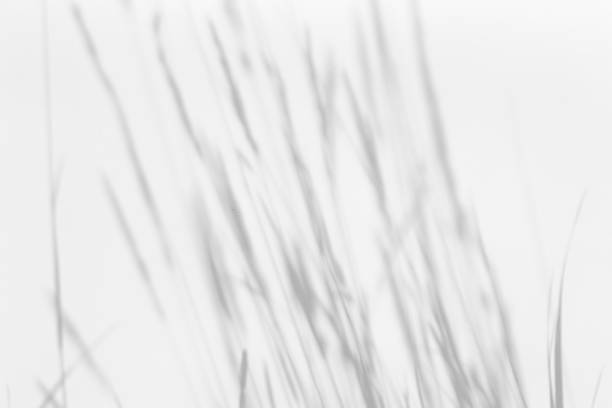 istock Shadow overlay effect for photo.  Grass and plant shadows on white clean wall in sunlight 1267456624