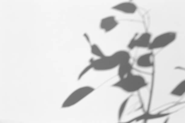 istock Shadow overlay effect for photo. Shadows from tree leaves and tropical branches on a white wall in sunlight. 1267456628
