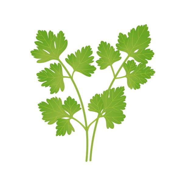 Green parsley leaves. Vector illustration. Green parsley leaves. Vector illustration. cilantro stock illustrations