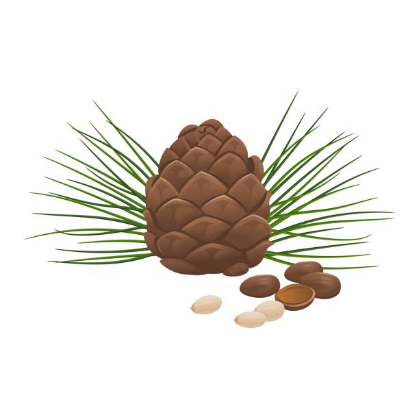 кедровые орехи и сосновый конус на белом фоне. иллюстрация вектора - pine nut stock illustrations