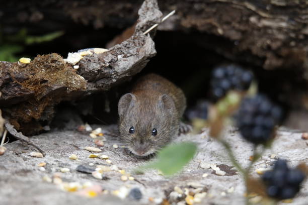 istock Bank vole in the woods 1267457565
