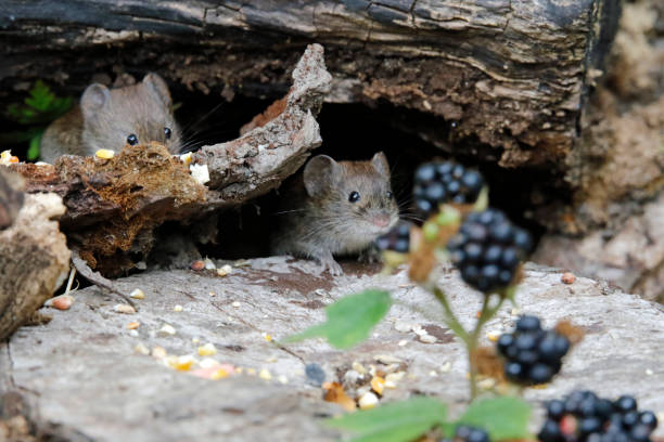 istock Bank vole in the woods 1267457578