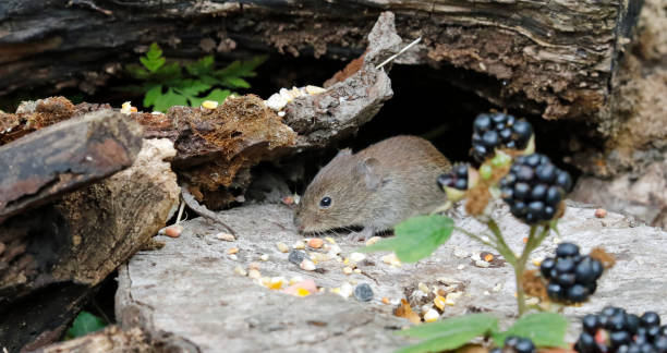 istock Bank vole in the woods 1267457604