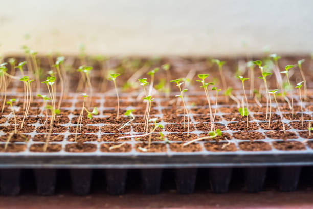 Vegetable plant sprouts in a seedling tray stock photo