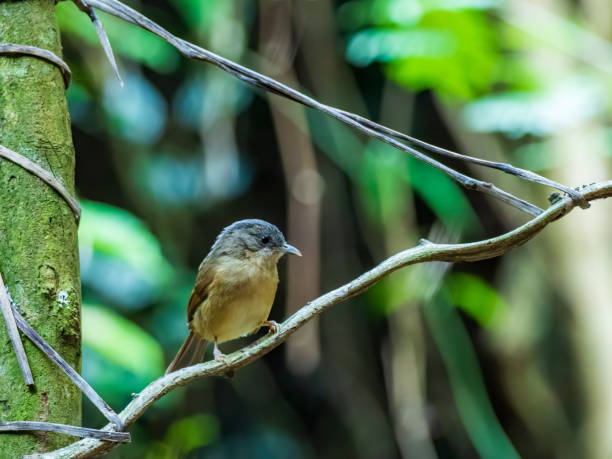 istock Female Siberian Blue Robin (Luscinia cyane) 1267460263