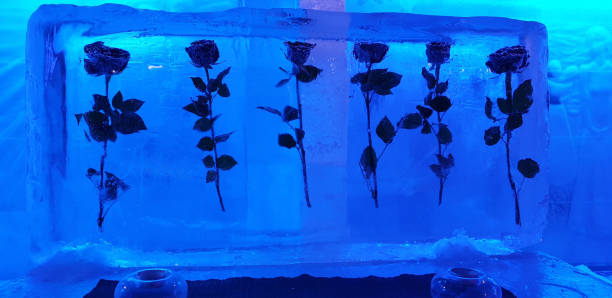 istock six roses in blue ice 1267460541