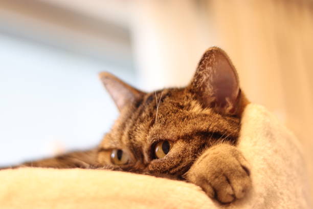 istock Cat American shorthair hiding in bed. 1267461272