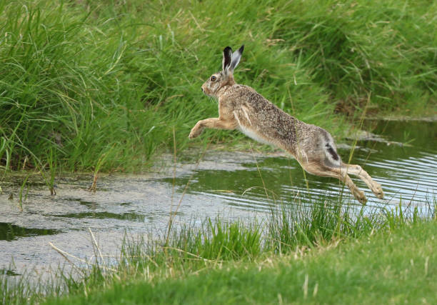 istock European Brown Hare, Lepus europaeus 1267461843