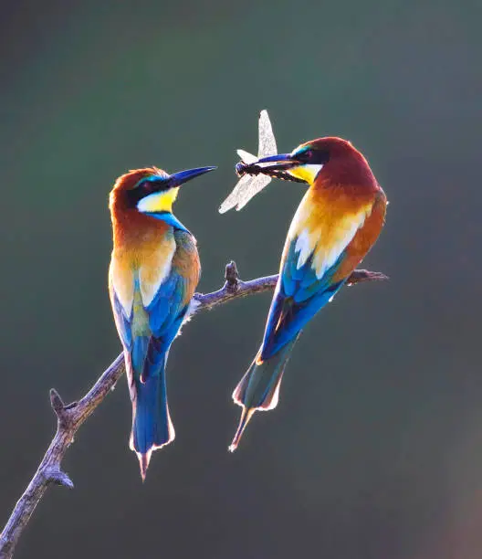 Pair of European Bee-eaters (Merops apiaster) sittong on a branch, photographed with backlight against a dark backhround. The male offering the female a bridal gift as token of his love."r