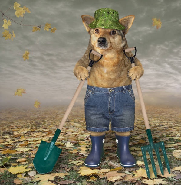 istock Dog with shovel and pitchfork 1267461924