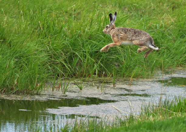 istock European Brown Hare, Lepus europaeus 1267462540
