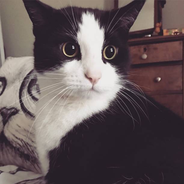 istock Wide eyed kitty 1267463147