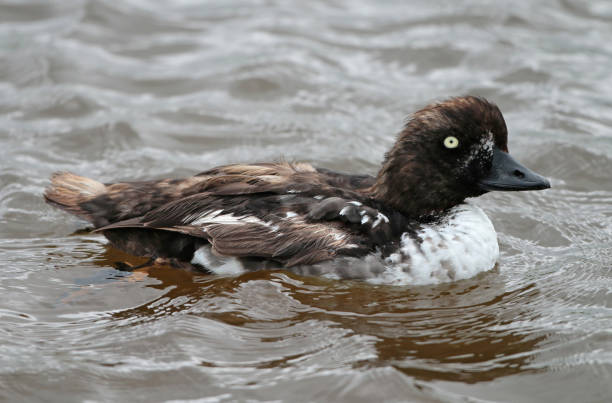 istock Barrow's Goldeneye, Bucephala islandica 1267463766