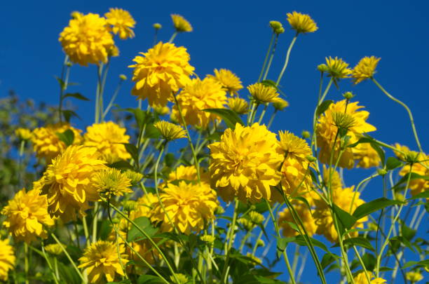 Rudbeckia laciniata blooms against a blue sky Rudbeckia laciniata, or a Golden ball blooms in the garden dissected flower stock pictures, royalty-free photos & images
