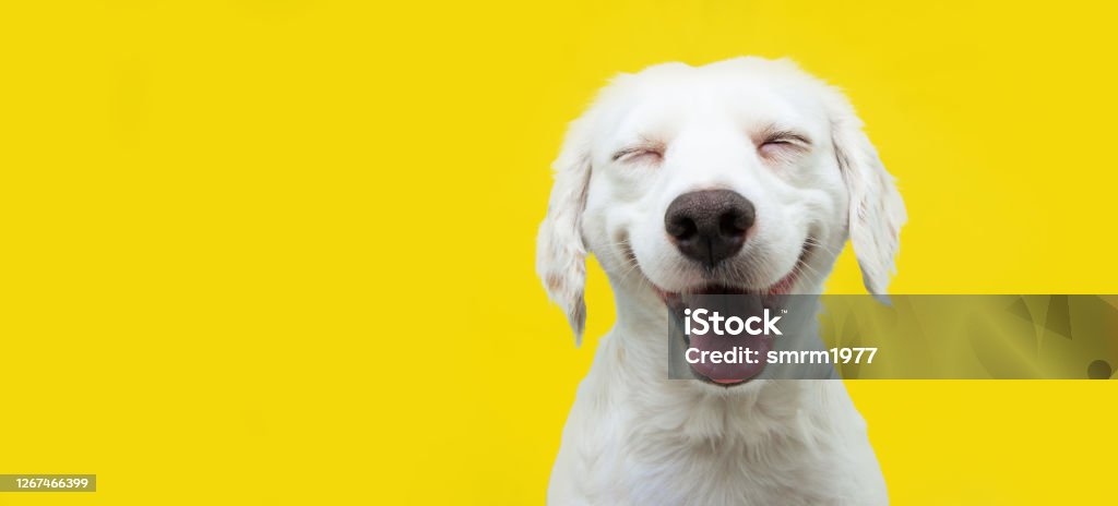 Perro cachorro feliz sonriendo sobre fondo amarillo aislado. - Foto de stock de Perro libre de derechos