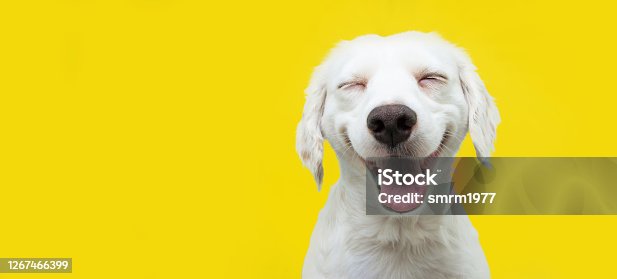 1,572,815 Funny Animal Stock Photos, Pictures & Royalty-Free Images -  iStock | Funny dog, Funny, Funny face
