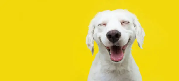 Photo of Happy puppy dog smiling on isolated yellow background.