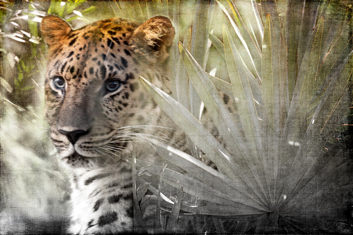 Leopard watches from tropical foliage, composite