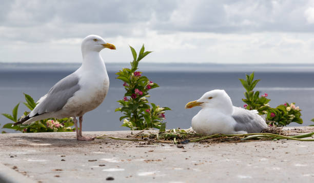 пара чаек сельди, larus argentatus, одна птица, размножающаяся на платформе в mousehall. корнуолл великобритания - herring gull стоковые фото и изображения