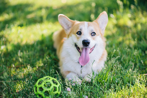 Corgi dog lying on the lawn with a ball
