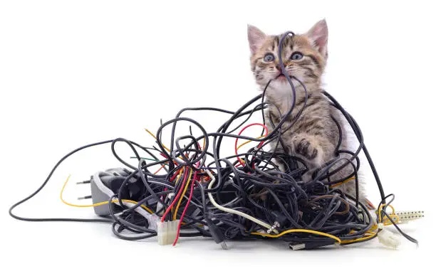 Kitten and a pile of gnawed wires isolated on a white background.