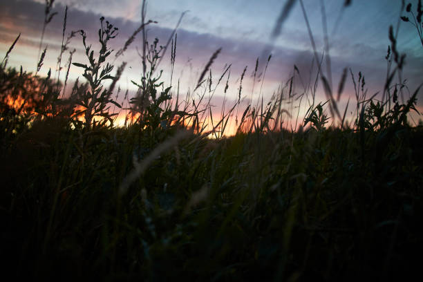 A silhouette of prairie wheatgrass against the western sunset sky.