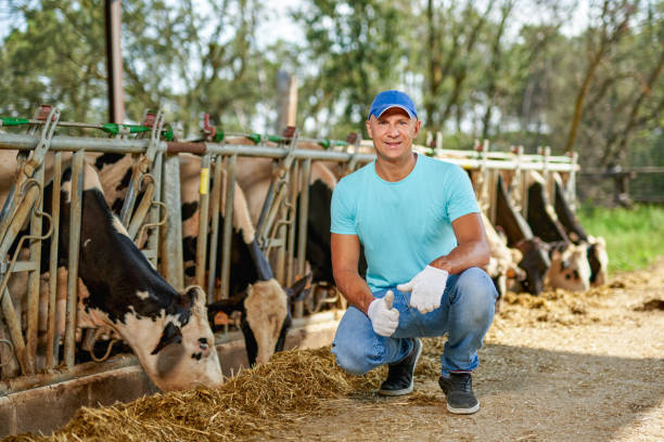 istock Farmer is working on farm with dairy cows 1267470504
