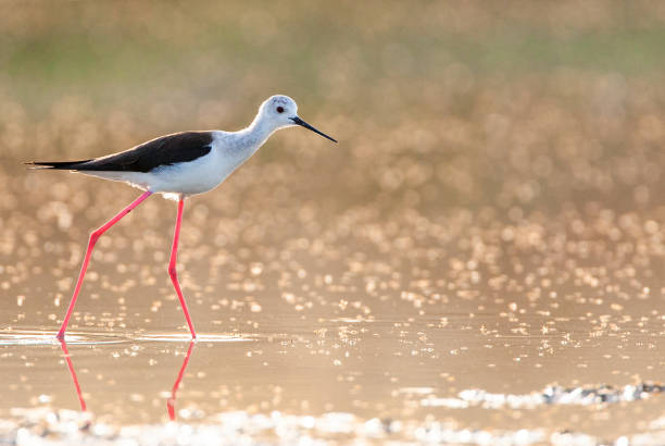 istock Black-winged Stilt, Himantopus himantopus 1267470531