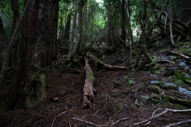 istock Trekking in Tasmania's Cradle Mountain 1267470945