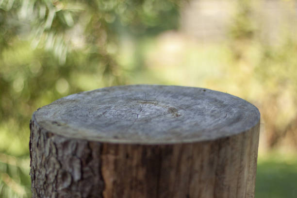 istock wooden tree stamp blurred green summer background 1267471584