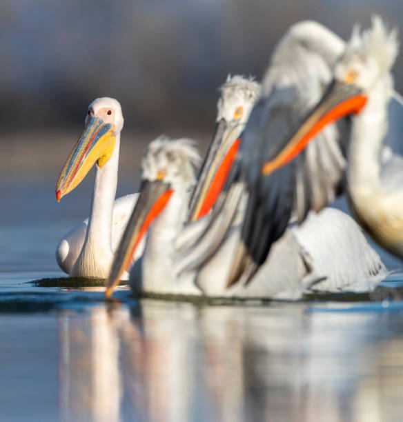 istock Great White Pelican, Pelecanus onocrotalus 1267471601