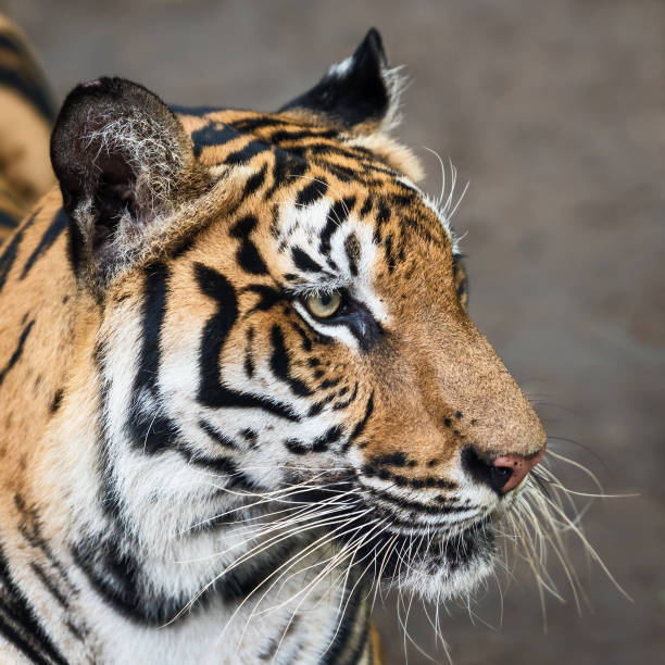 istock Photos of tiger naturally. 1267471740