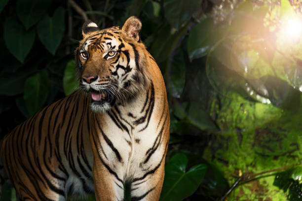istock Photos of tiger naturally. 1267471744